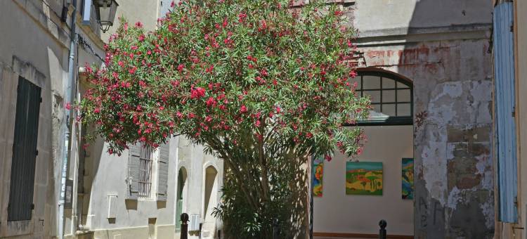 Elegant Mansion in Provence图片