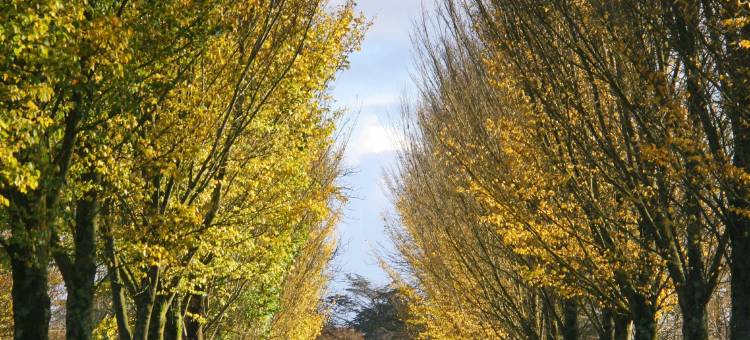 邓雷文阿姆斯酒店(The Dunraven, Adare)图片