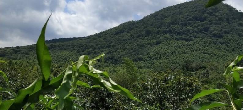 蒋卫云度假别墅(张灵慕公路分店)图片