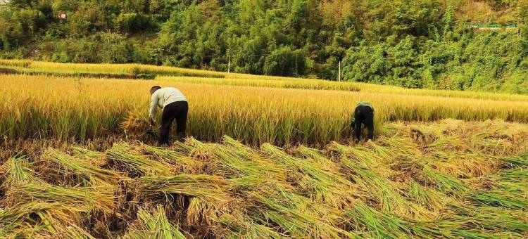 宜宾长宁蜀山南客栈图片