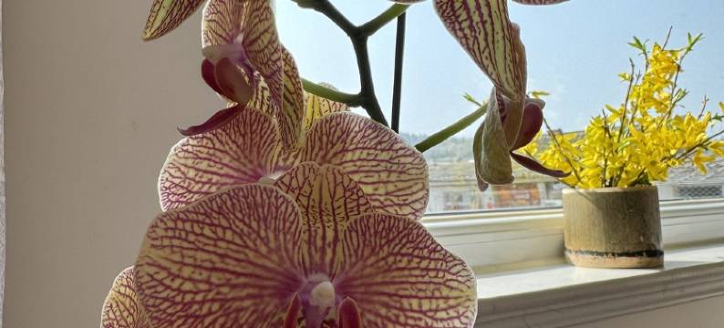 知阅养马岛民宿(益寿路1号分店)图片