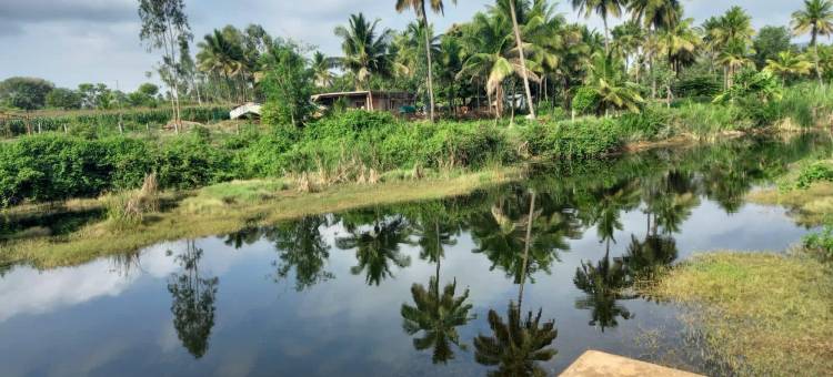 荒野丛林营地(Wilderness Jungle Camp)图片