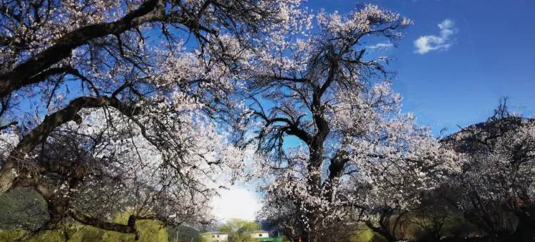 依云若雅民宿(林芝米林机场店)图片