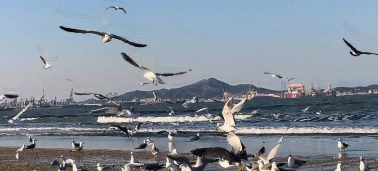 烟台结海海景民宿(烟台大学万象汇店)图片