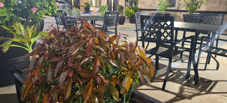 伯班克波托菲诺酒店(Portofino Inn Burbank)图片