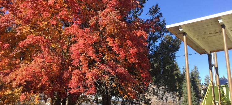 雪松汽车旅馆(Cedars Motel)图片