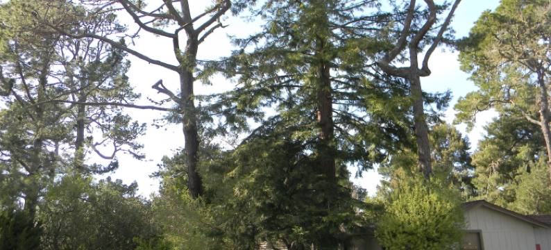 卡梅尔度假村旅馆(Carmel Resort Inn)图片