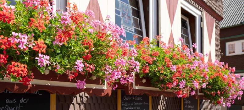 兰德加斯霍夫斯特恩酒店(Landgasthof Zum Stern Wasserkuppe Rhön)图片