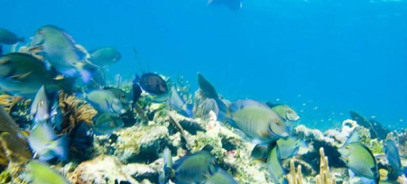 棉花树旅馆(Cotton Tree Lodge)图片