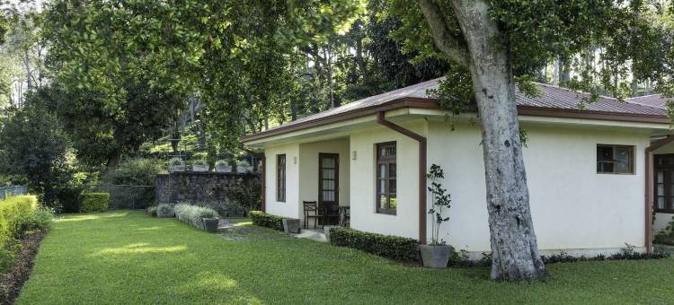橄榄平房(Olive Bungalow)图片