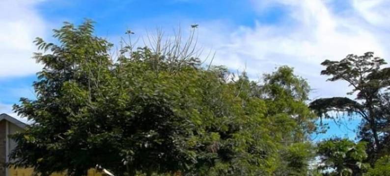 婴猴旅馆(Bushbaby Lodge)图片