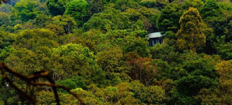 Wayanad Wild- CGH Earth图片