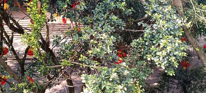 双调公寓(叮咚街分店)图片