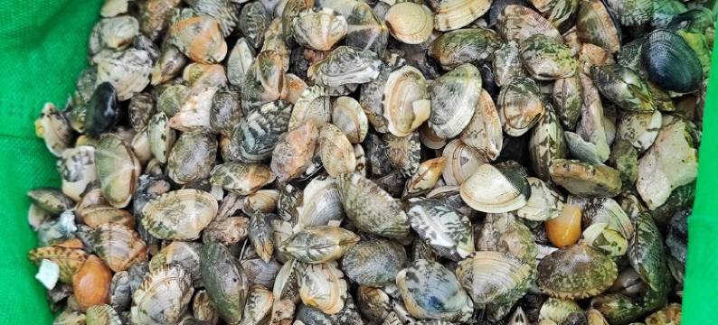 日出拾贝公寓(绿舟南路1号分店)图片