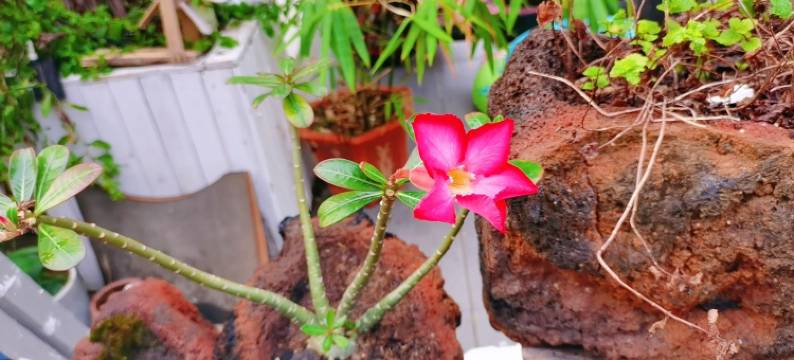 宏阳Joy客栈(鹤薮路1号分店)图片