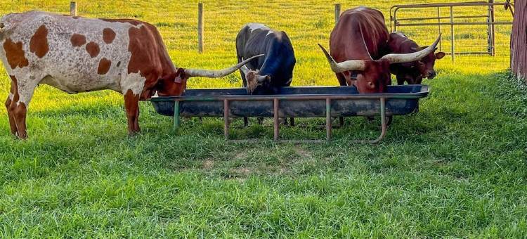 '奶奶的乡村小屋' 距离绿河10分钟！(Grannys Country Cottage 10 Mins to Green River!)图片