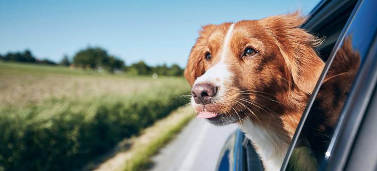 索尔文区布尔顿6号汽车旅馆(Motel 6 Buellton, CA - Solvang Area)图片