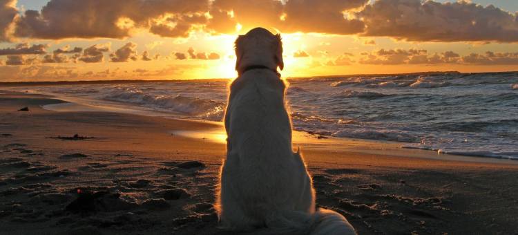 瑞斯特莫尔贝斯特韦斯特酒店(Best Western Fowey Valley)图片