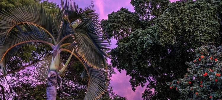 Kura 植物园酒店(Kura Botanica Hotel)图片