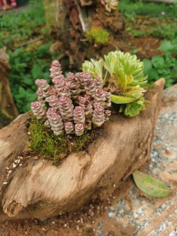 闲云居度假民宿(龙陆路分店)