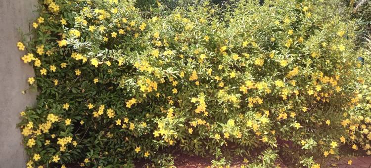 Alvorecer do Pepê图片