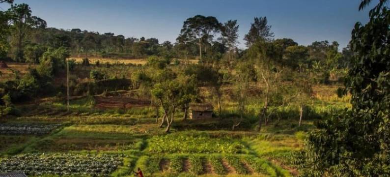 婴猴旅馆(Bushbaby Lodge)图片