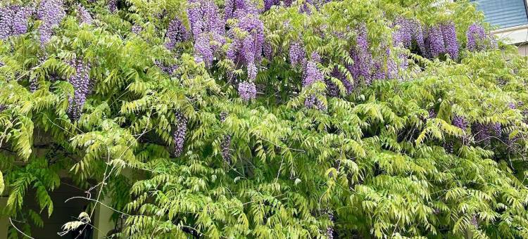 诺尔福克旅馆(Norfolk Guest House Inn)图片