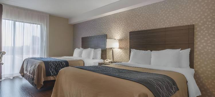 莱维斯舒适酒店(Comfort Inn)图片