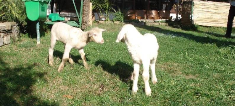 拉维琪亚农家乐(Affittacamere la Vecchia Dolceacqua)图片