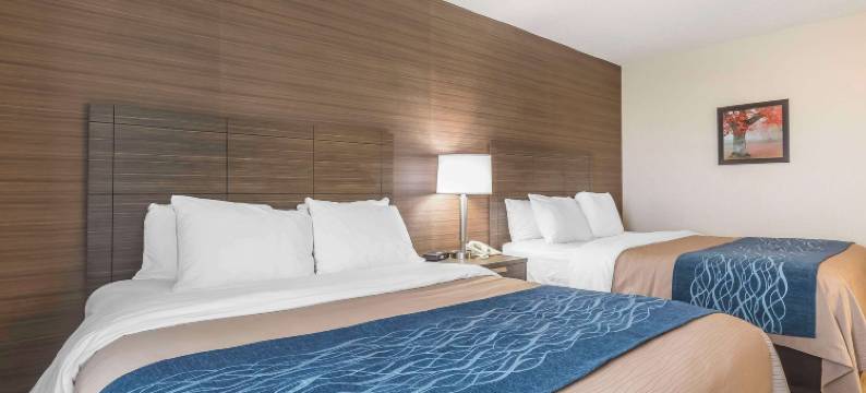 莱维斯舒适酒店(Comfort Inn)图片