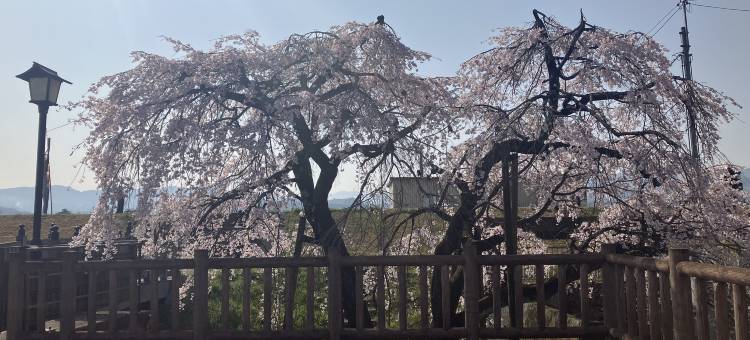 Oyado Sakura Gojo Station图片