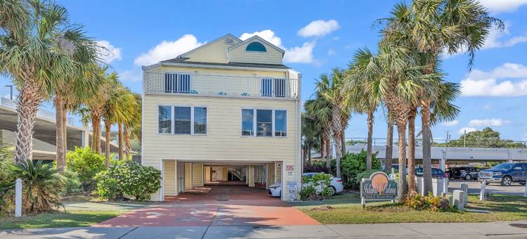 岛屿棕榈(Island palms)图片