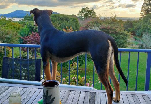 Tikitere Treasure - Peace,  serenity and plenty of birdsong. Studio unit.Hotel Overview