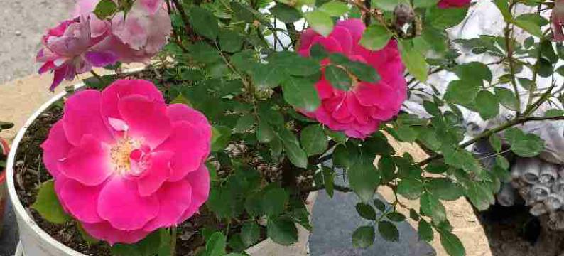 金丝峡新奇山庄图片