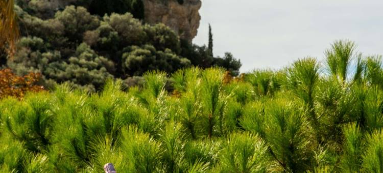 卡西斯大花园贝斯特韦斯特Sure酒店(Best Western Hotel & Spa Cœur de Cassis)图片