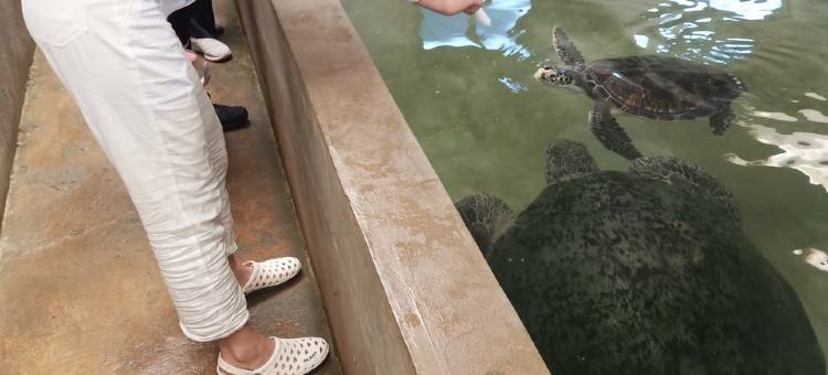 硇洲岛燕子之家民宿(环岛线分店)图片