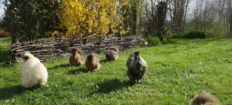 拉丰特奈尔住宿加早餐旅馆(La Fontenelle Chambres d'Hôtes)图片