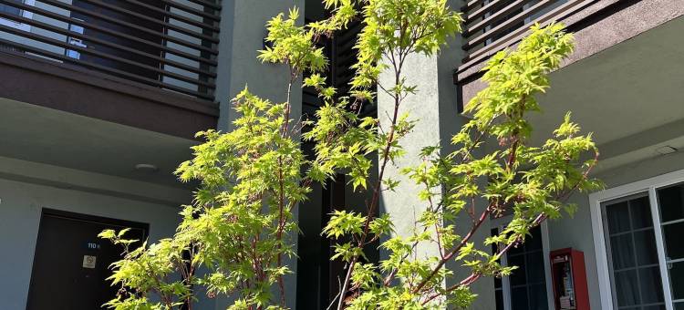 温德姆奇科戴斯酒店(Days Inn by Wyndham Chico)图片