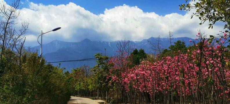 大理晚安喵萌宠花园度假民宿(玉洱路分店)图片