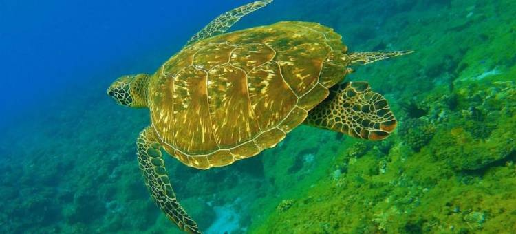 海洋风情渡假旅馆图片