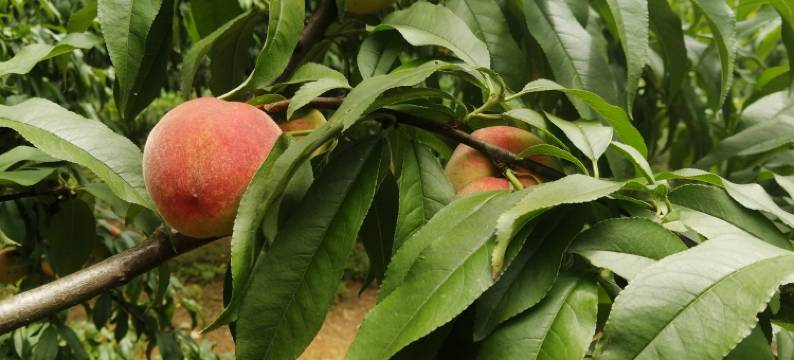 恬然农庄(浒里村分店)图片