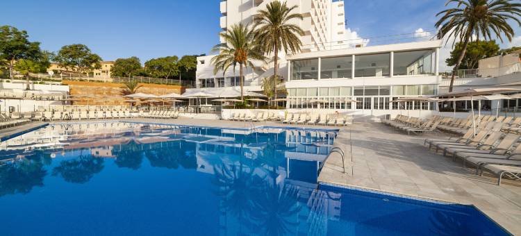 Globales Mimosa图片