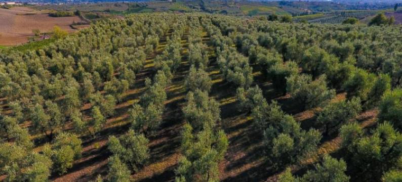 Hillside Escape in Vinci图片