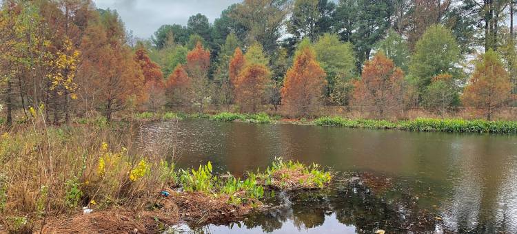 Candlewood Suites 江伟 by IHG(Candlewood Suites Conway by IHG)图片