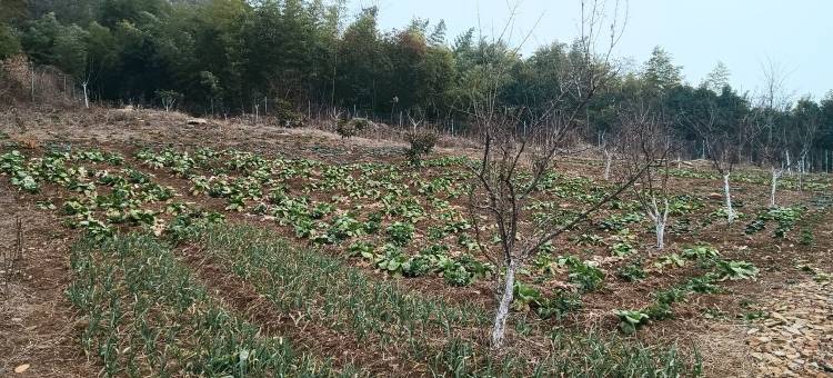 良栖竹院民宿图片