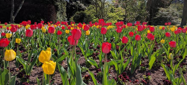 博德酒店法兰克福展览中心(Bold Hotel Frankfurt Messe)图片
