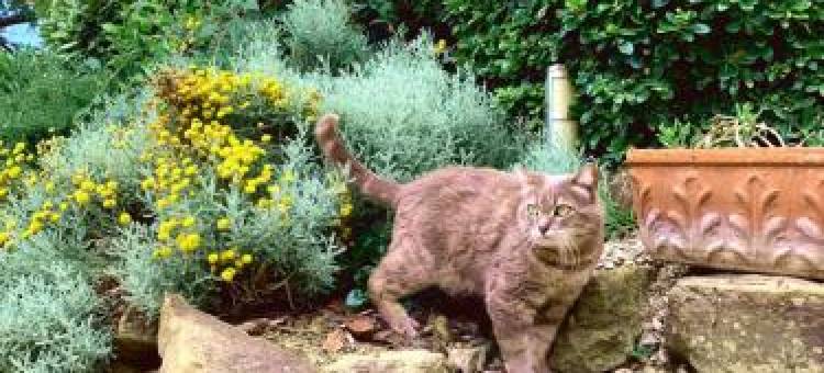 拉科里纳托斯卡纳农庄酒店(Agriturismo la Collina Toscana)图片