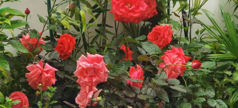 奥园花的世界度假别墅(顺英大道1号分店)图片