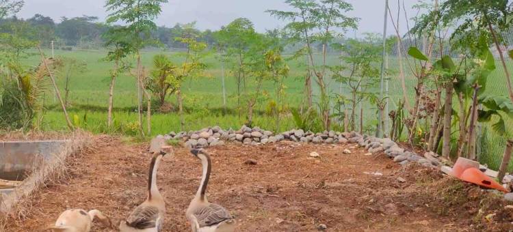 位于瓦讷赫朗的2卧室别墅-3000平方米|带4个独立浴室(Lil ubud cileungsi with jacuzzi)图片
