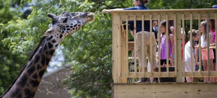 舒适酒店-利哈伊山谷西部(Comfort Inn Lehigh Valley West)图片